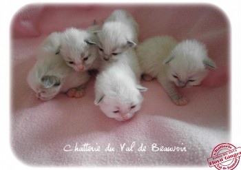 portée des 5 chatons de Ginger - 12 jours - Chatterie Ragdolls du Val de Beauvoir